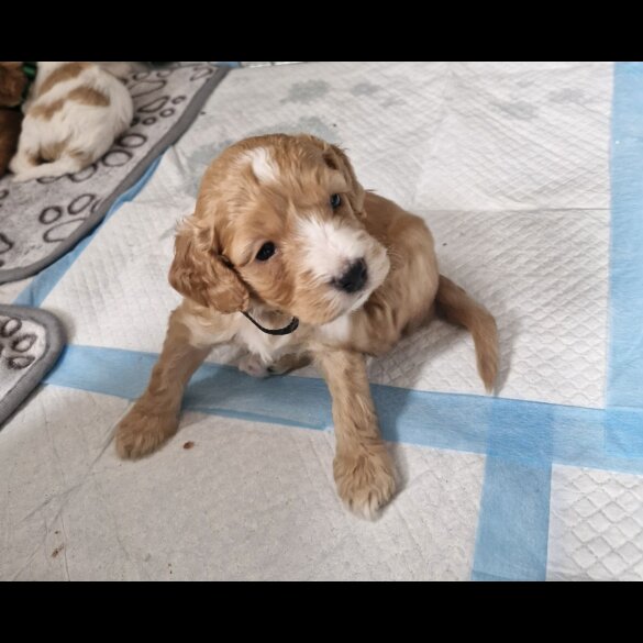 Cockapoo