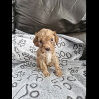 Cockapoo