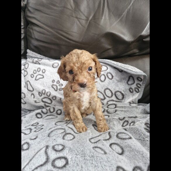 Cockapoo