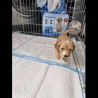 Cockapoo