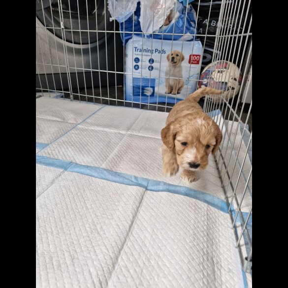 Cockapoo
