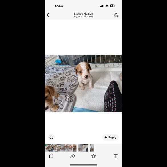 Cockapoo