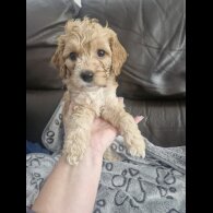 Cockapoo