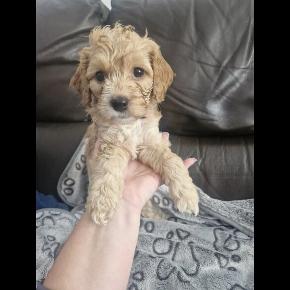 Cockapoo