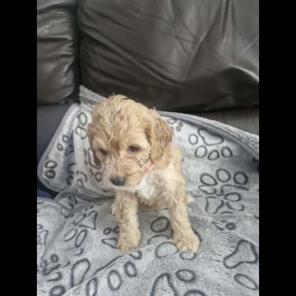 Cockapoo