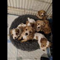 Cockapoo