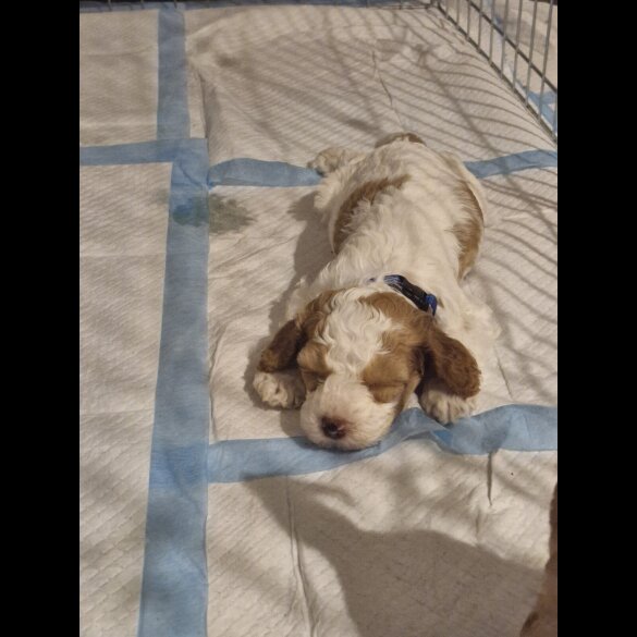 Cockapoo