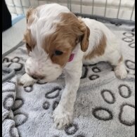 Cockapoo