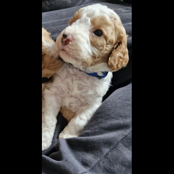 Cockapoo