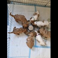 Cockapoo