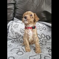 Cockapoo