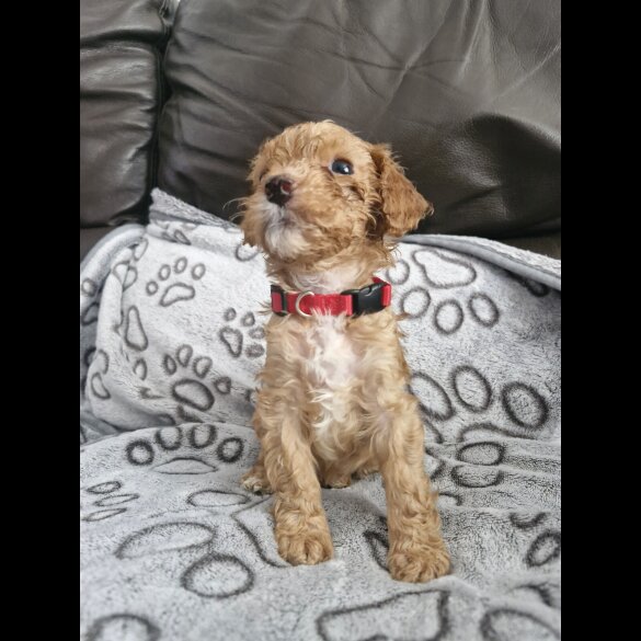 Cockapoo