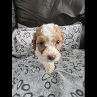 Cockapoo