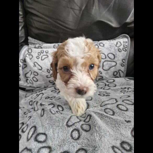 Cockapoo