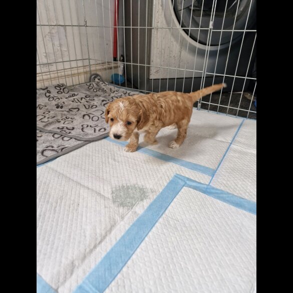 Cockapoo