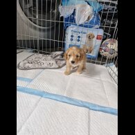 Cockapoo