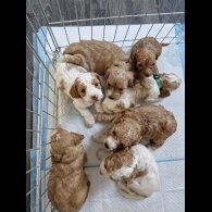Cockapoo