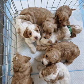 Cockapoo