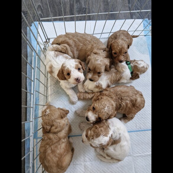 Cockapoo