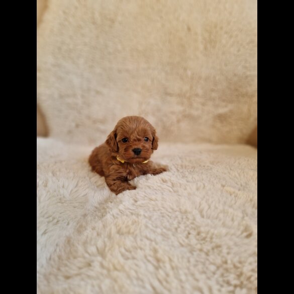 Cavapoo - Both