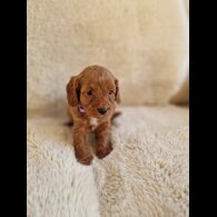 Cavapoo - Both
