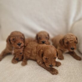 Cavapoo - Both