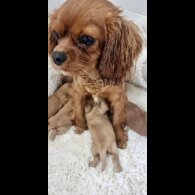 Cavapoo - Both