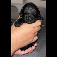 Cockapoo