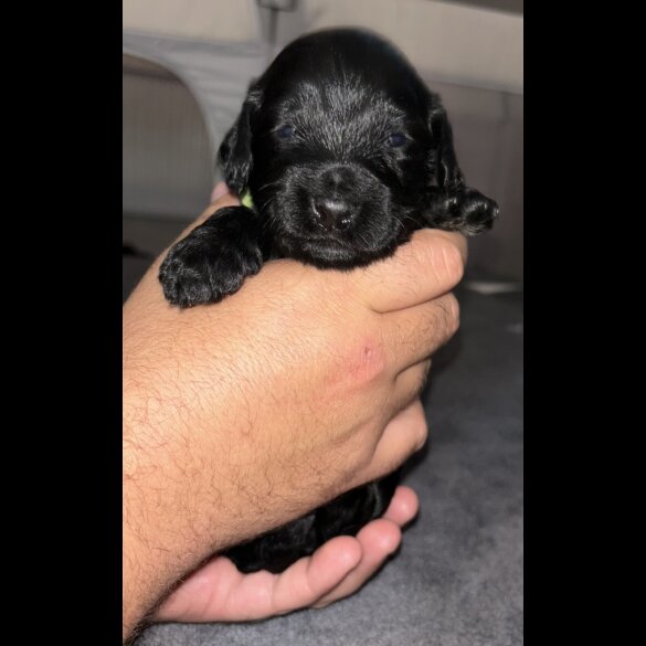 Cockapoo