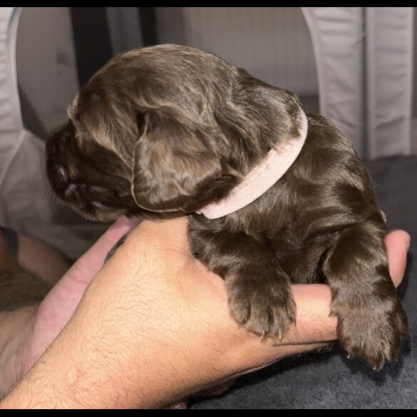 Cockapoo