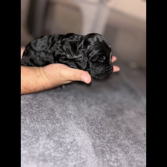 Cockapoo