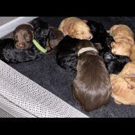 Cockapoo