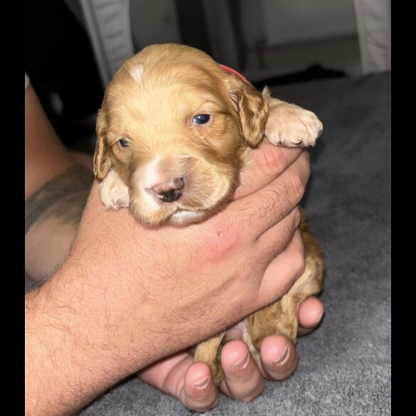 Cockapoo