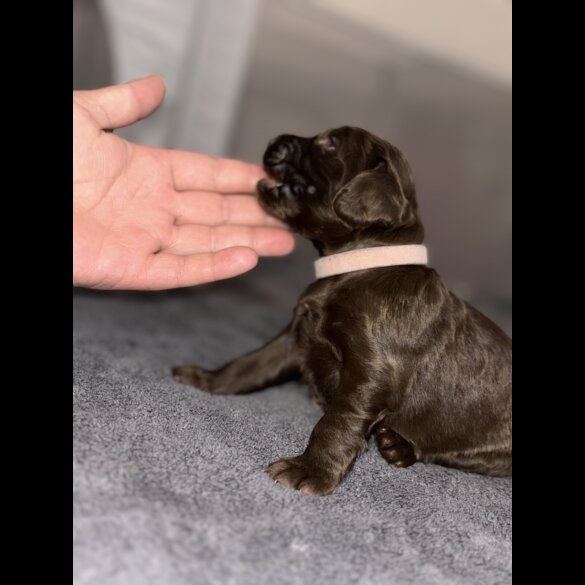 Cockapoo