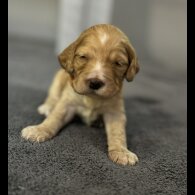Cockapoo
