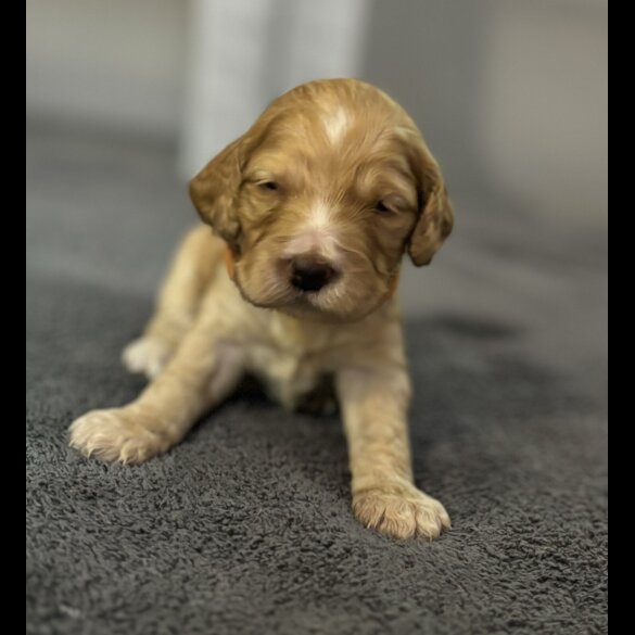 Cockapoo