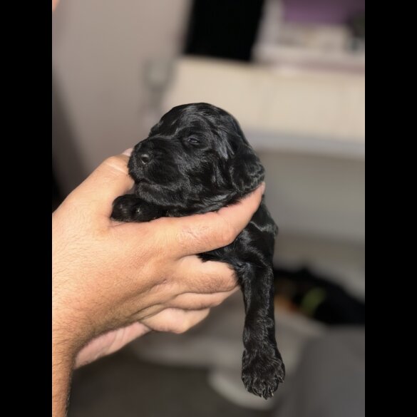 Cockapoo