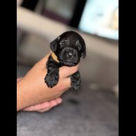 Cockapoo