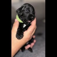 Cockapoo