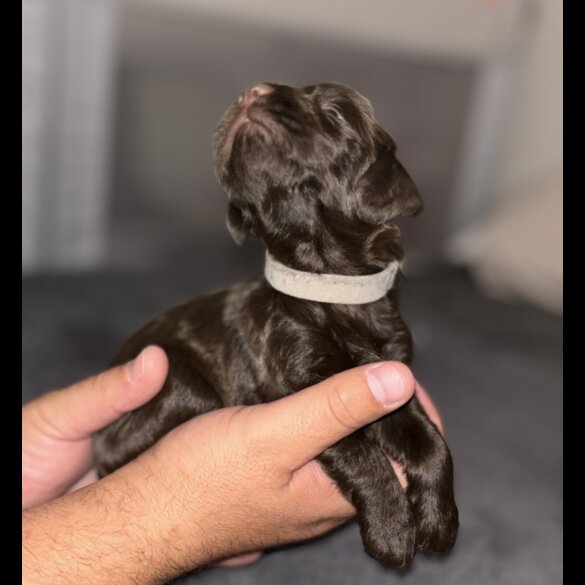 Cockapoo