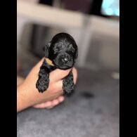 Cockapoo