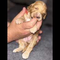 Cockapoo