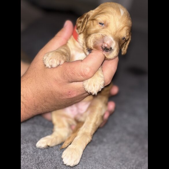 Cockapoo