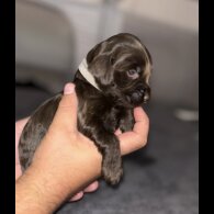 Cockapoo
