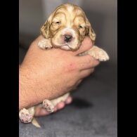 Cockapoo