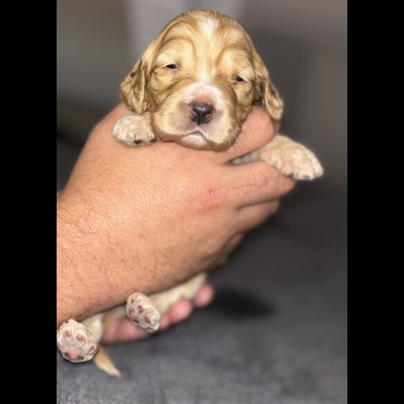 Cockapoo