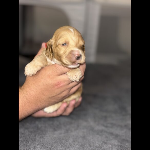 Cockapoo