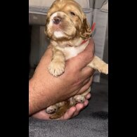 Cockapoo