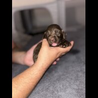Cockapoo