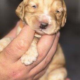 Cockapoo